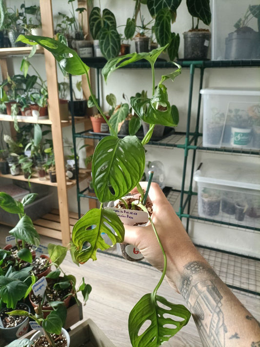 monstera adansonii laniata