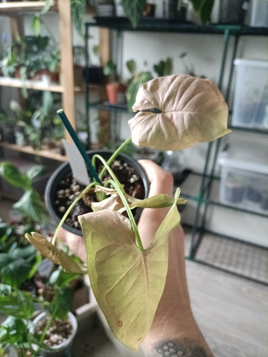 syngonium pink