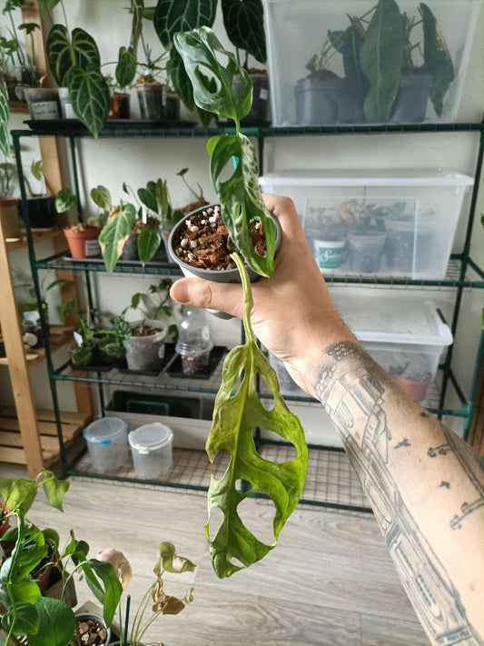 monstera indonesian marble variegated