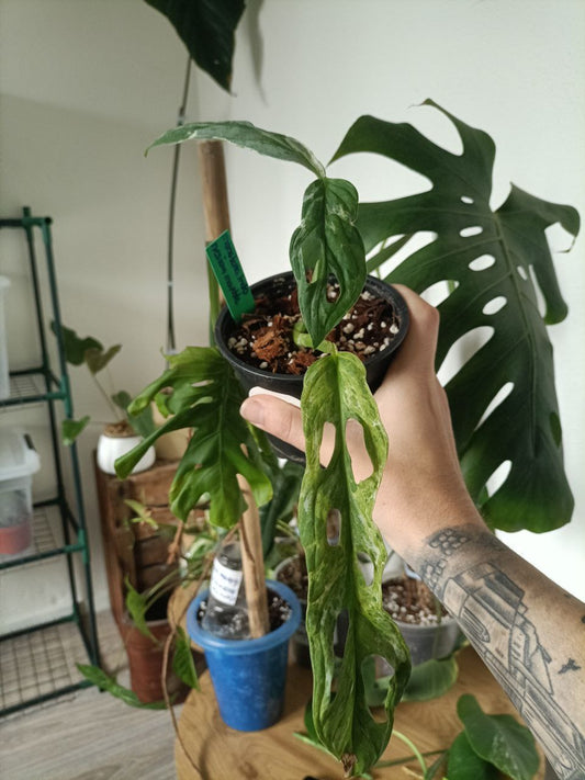 monstera indonesian marble variegated