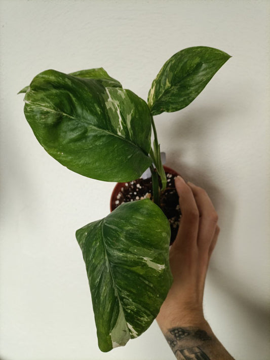 monstera lechleriana variegata
