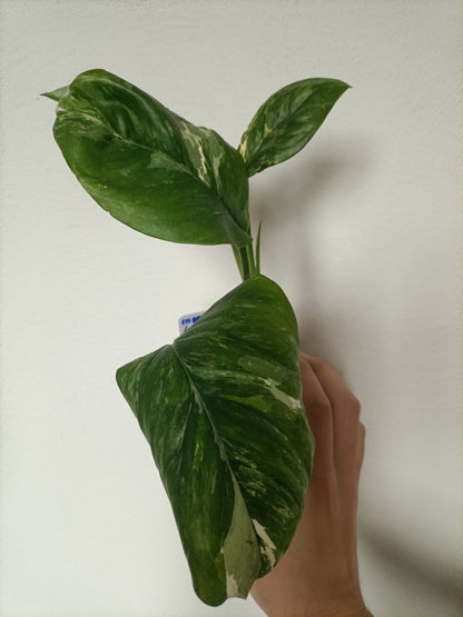 monstera lechleriana variegata
